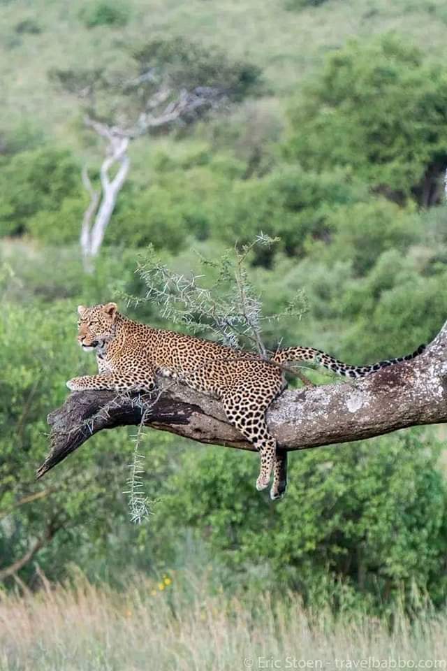 Safari 3 Giorni - Taita Hills & Tsavo Est