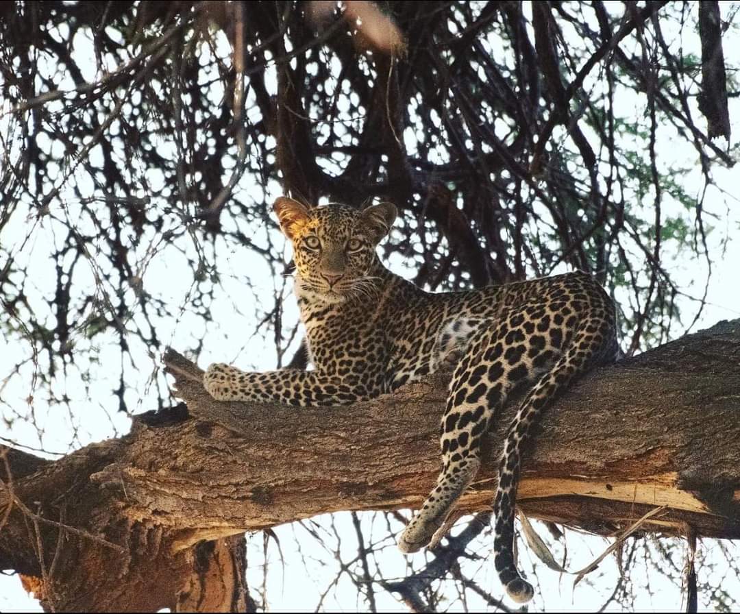 Leopardo