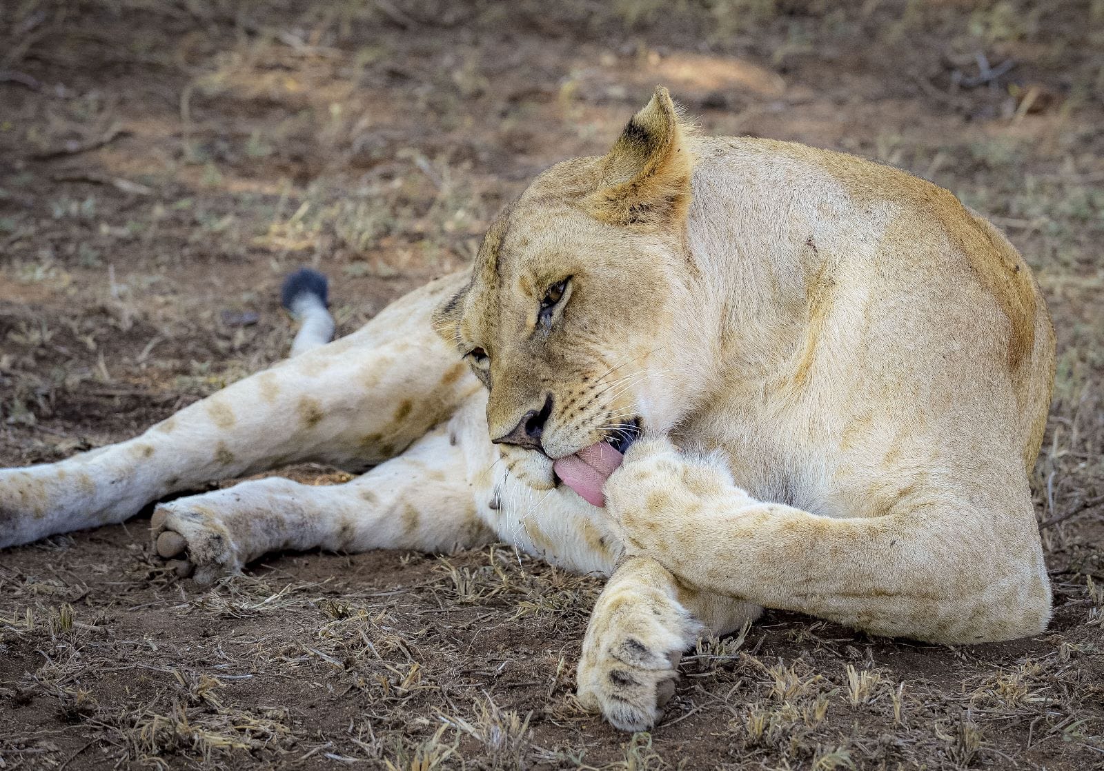 Kenya & Tanzania con Zanzibar