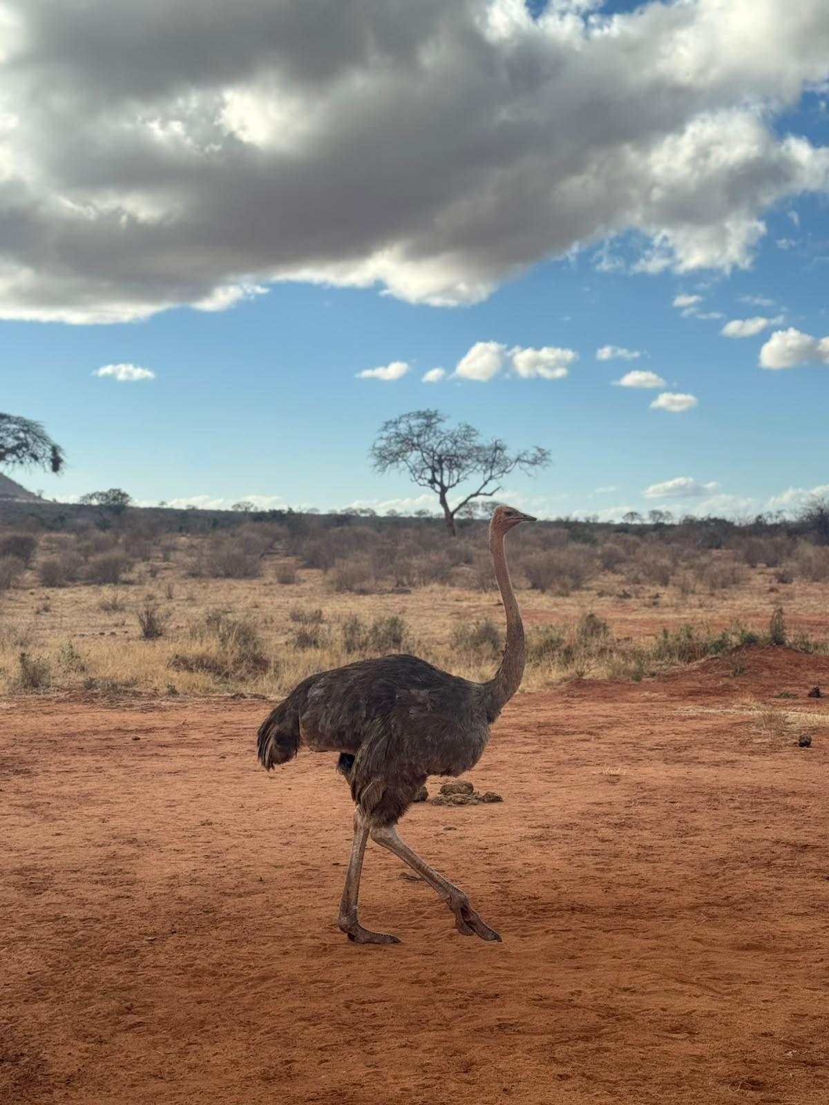 Safari 1 Giorno - Tsavo Est